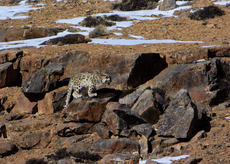 Best Wildlife Photos - Portfolio - Talat Khalid