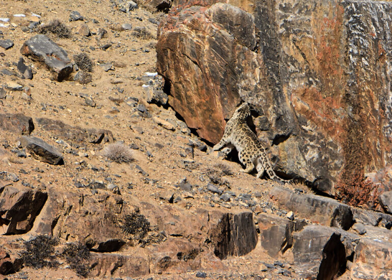 Best Wildlife Photos - Portfolio - Talat Khalid