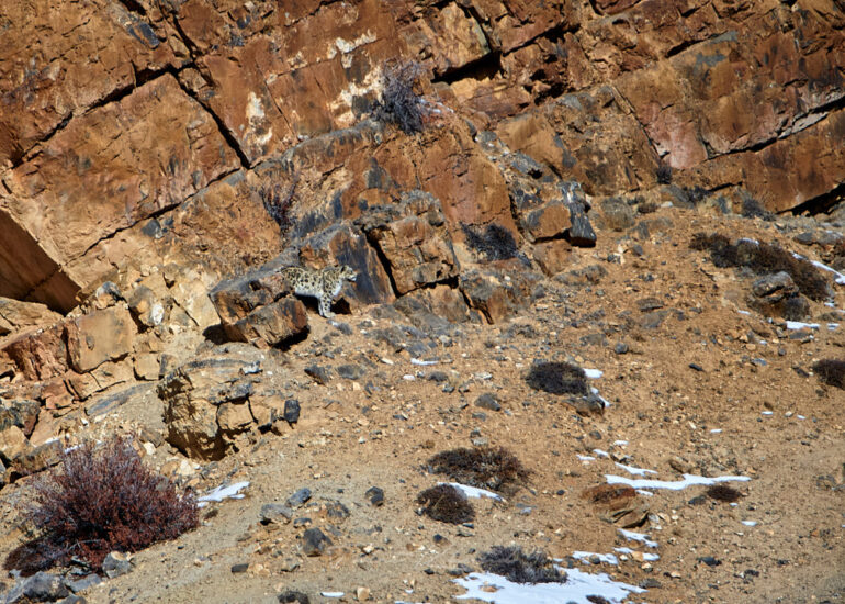 Best Wildlife Photos - Portfolio - Talat Khalid