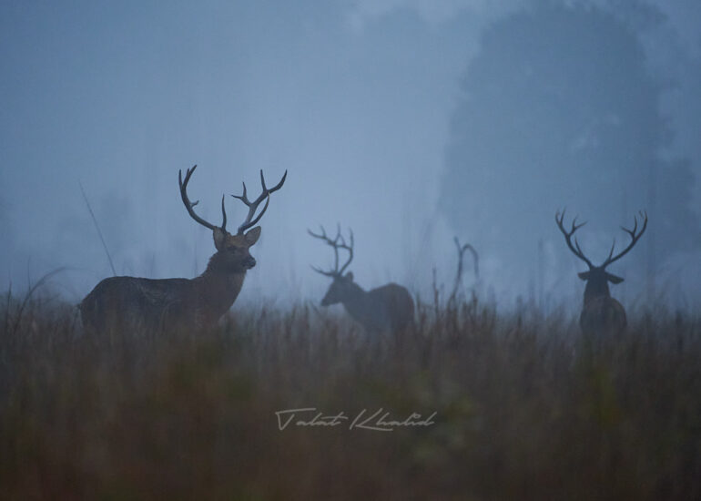 Barasingha in Mist in Kanha