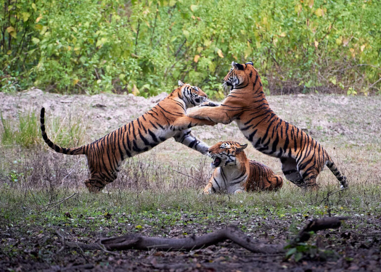 Tiger Cubs Playing