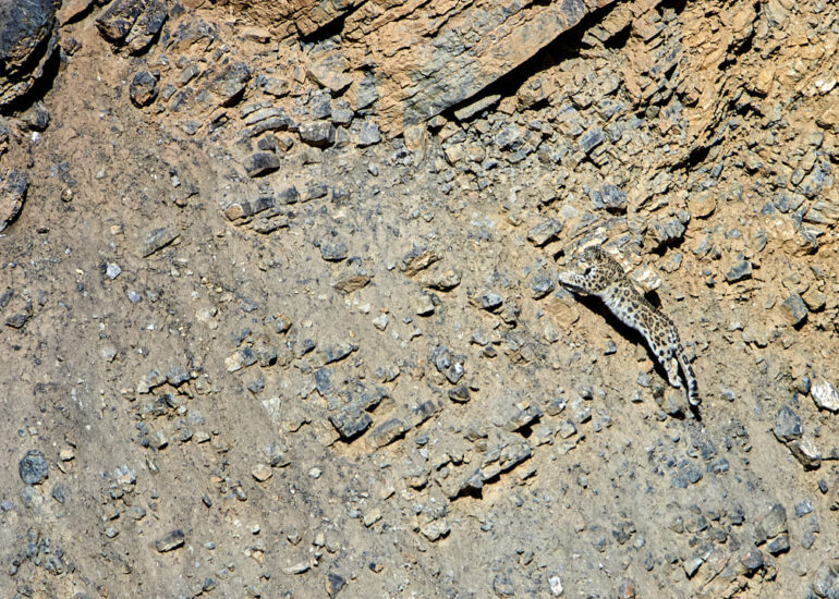 Shen Snow Leopard - The Chase