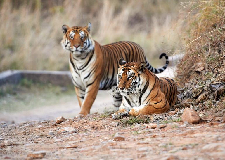 Tiger Mating Pair in Panna Tiger National Park