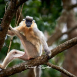 Capped Langur Kaziranga