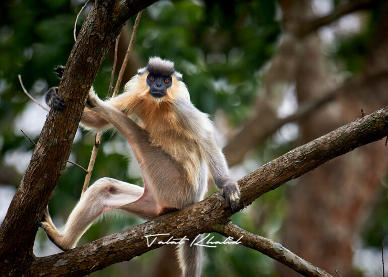 Capped Langur Kaziranga
