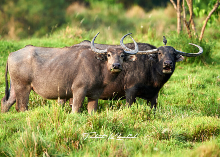Water Buffalo Horns Kaziranga