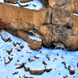 Snow Leopard Mother and Cub in Kibber Spiti