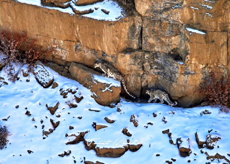 Snow Leopard Mother and Cub in Kibber Spiti
