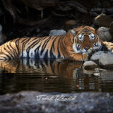 Sleeping Tiger in Waterhole in Ranthambore