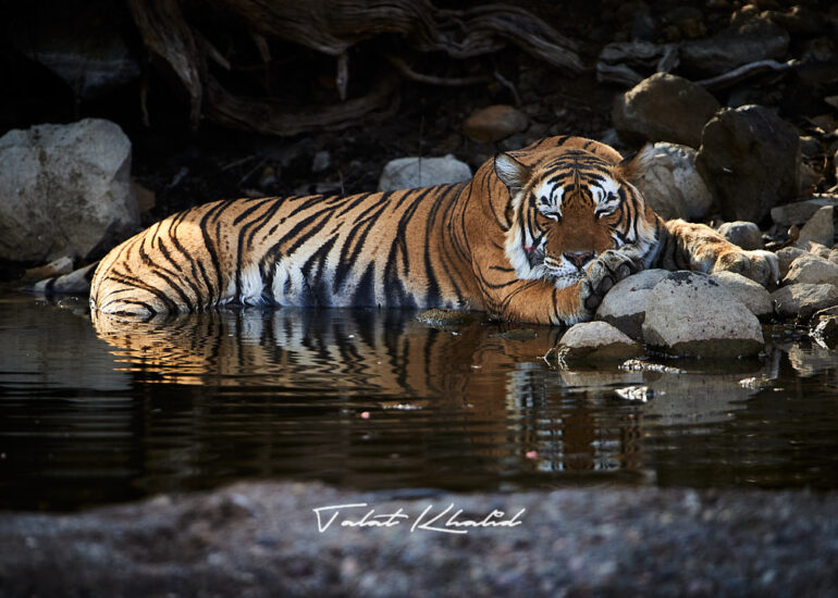 Sleeping Tiger in Waterhole in Ranthambore