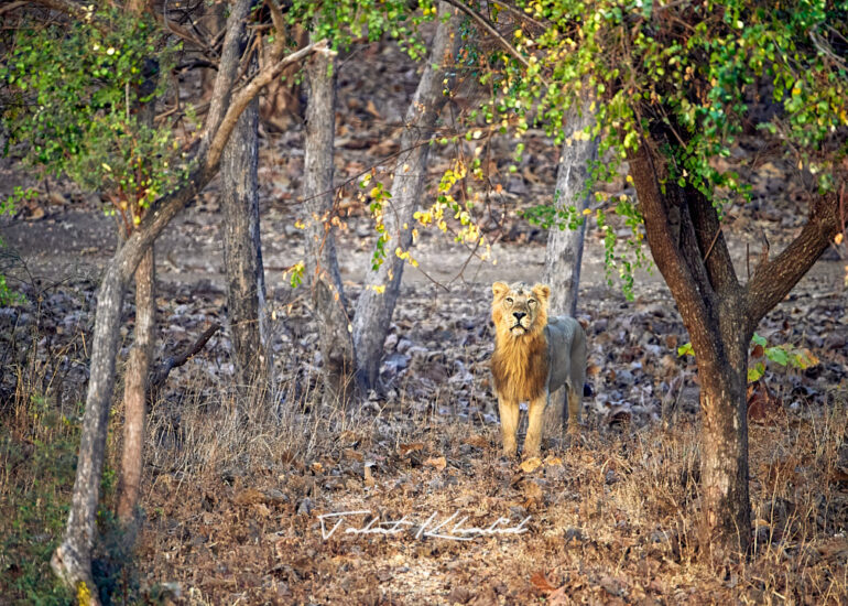Asiatic Lion Male in habitat Gir